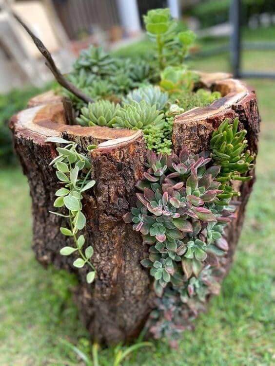 Succulent And Stump