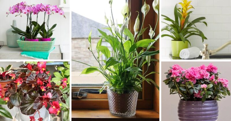 25 Amazing Indoor Plants That Grow In Water