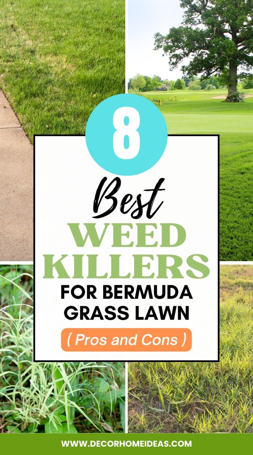 The Best Weed Killers For Bermuda Grass Lawn