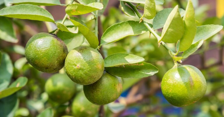 8 Reasons Why Your Garden Still Has Green Unripe Lemons