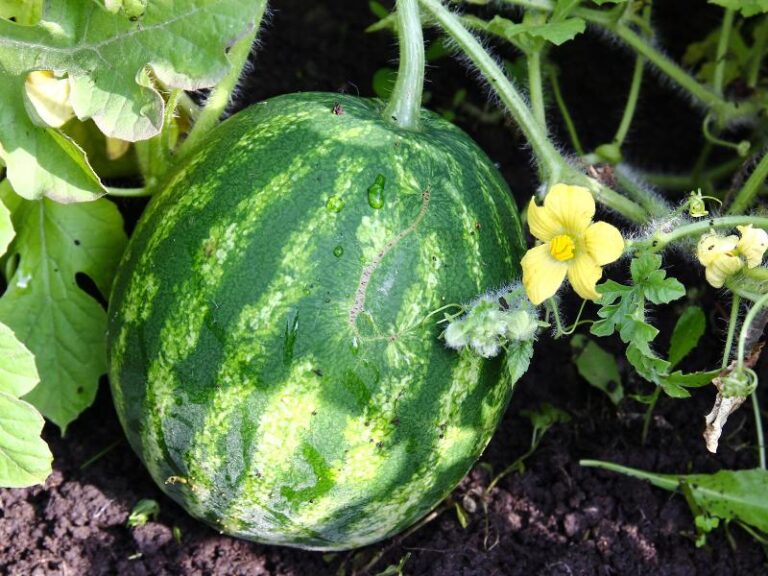 A Detailed Care Guide For Growing Watermelons