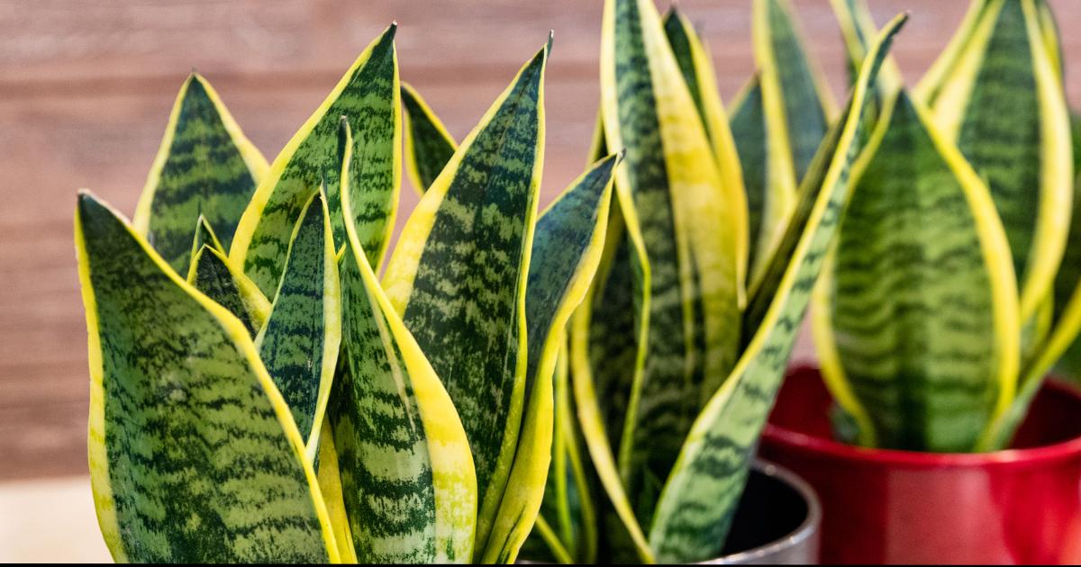 Disadvantages of Snake Plants: Is It Really Worth It?