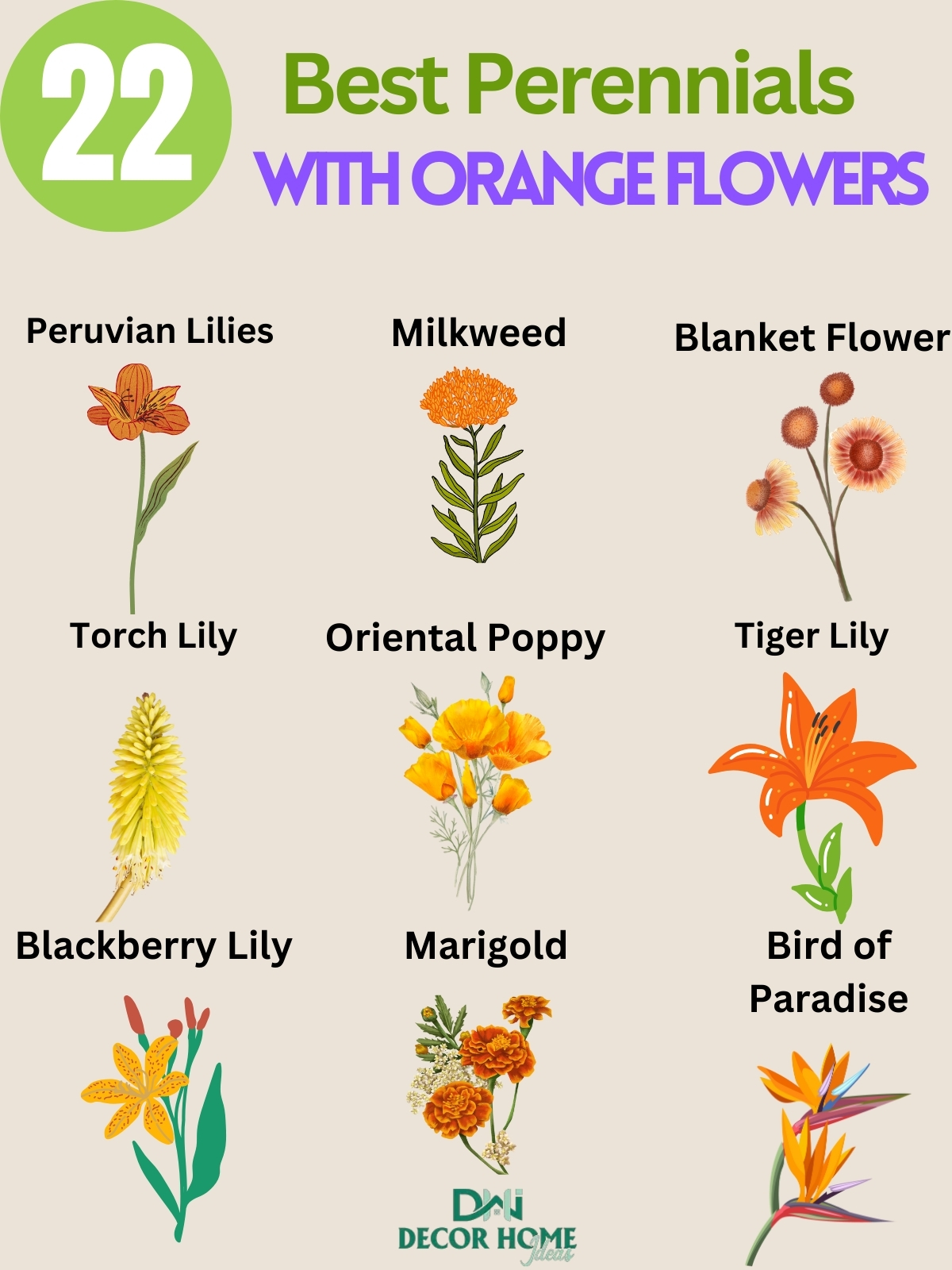 22 Amazing Perennials With Orange Flowers You’ll Love To Have In Your Garden