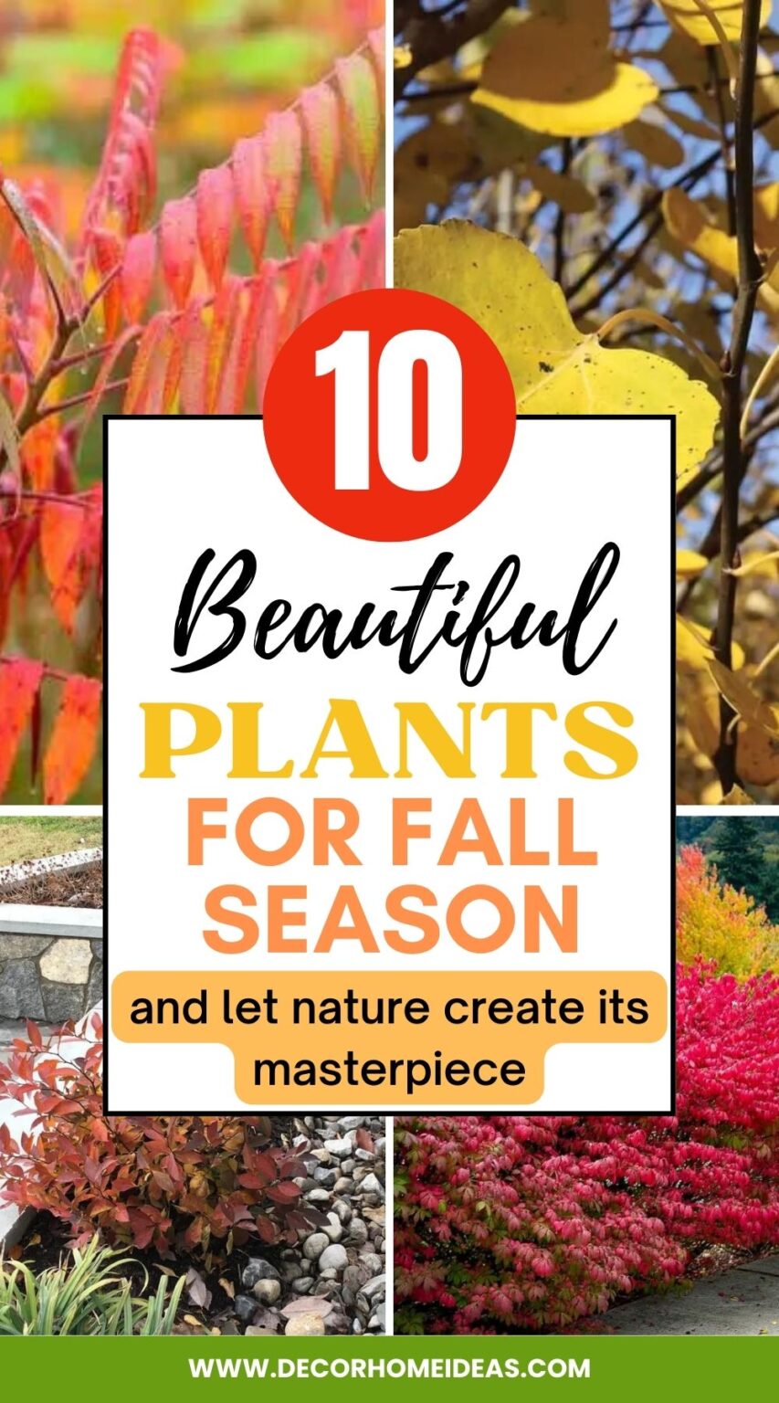 10 Best Colorful Plants To Enhance Your Fall Landscape