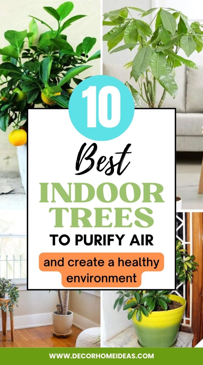 Cleaner Air, Beautiful Home: 10 Must-Have Indoor Air-Purifying Trees