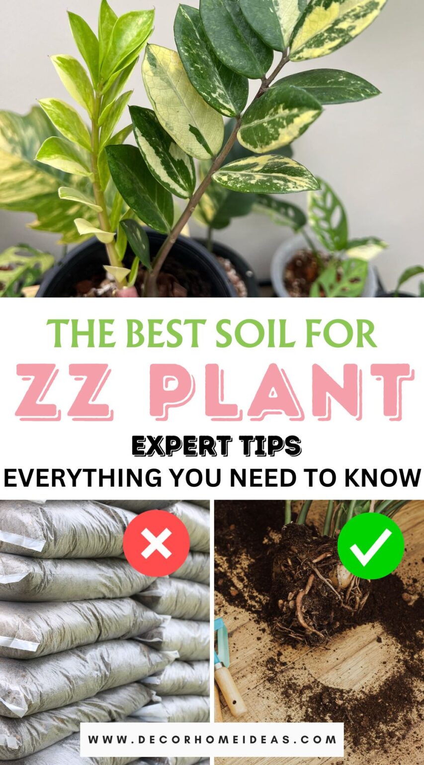 The Best Soil For ZZ Plant Everything You Need To Know!