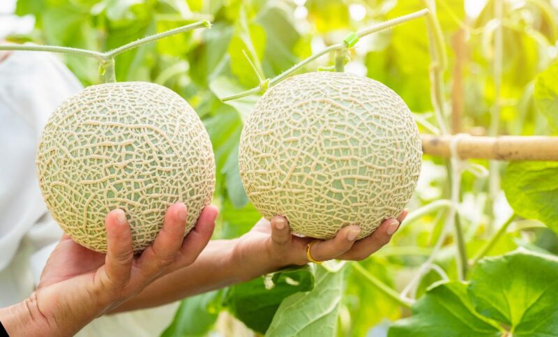 How Many Cantaloupes Can You Get Per Plant In One Season?