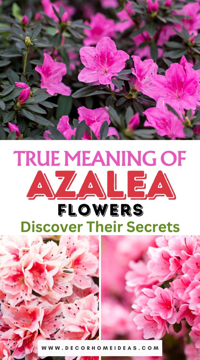 What Is The True Meaning of Azalea Flowers? Discover Their Secrets