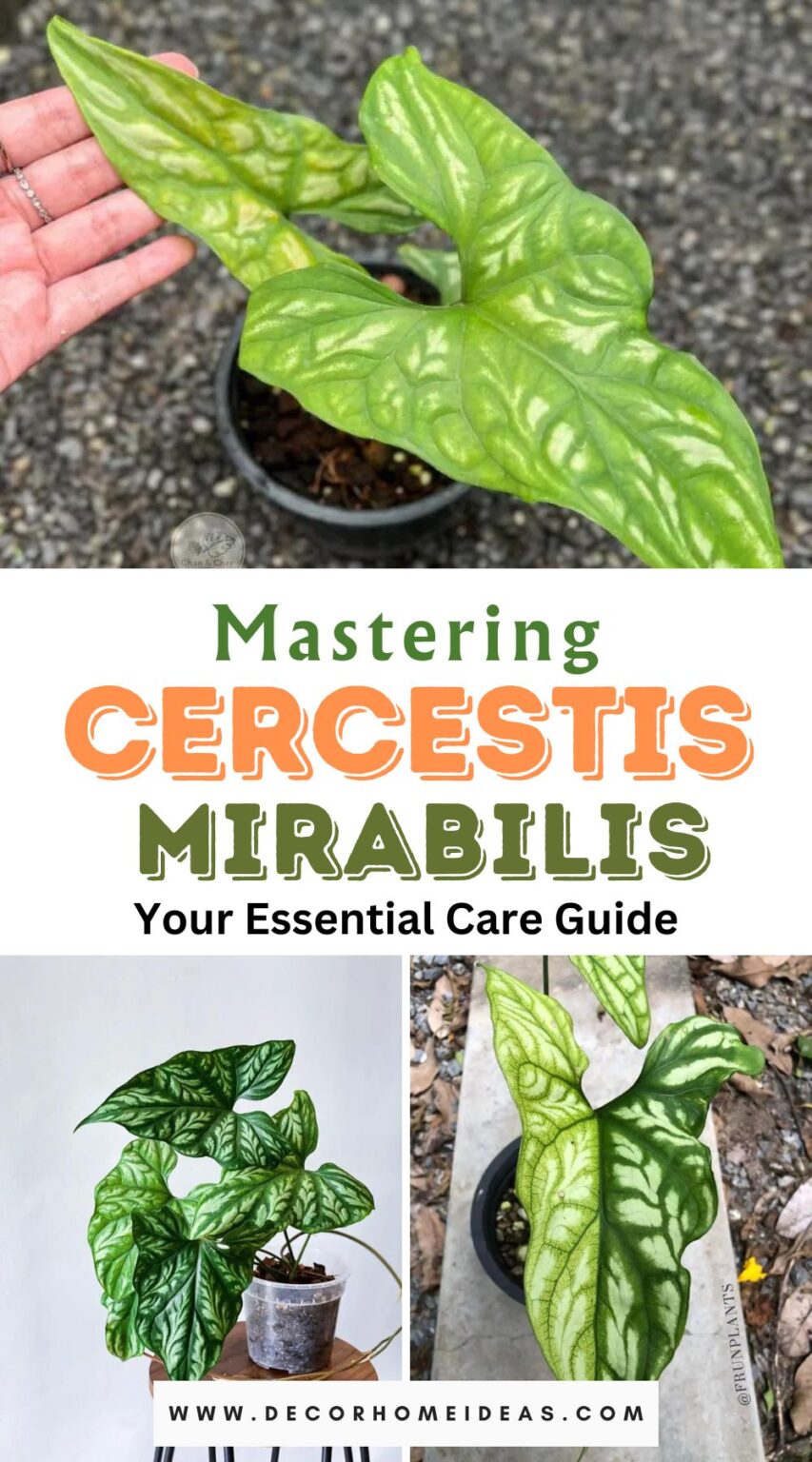 Mastering Cercestis Mirabilis: Your Essential Care Guide for Blooming ...