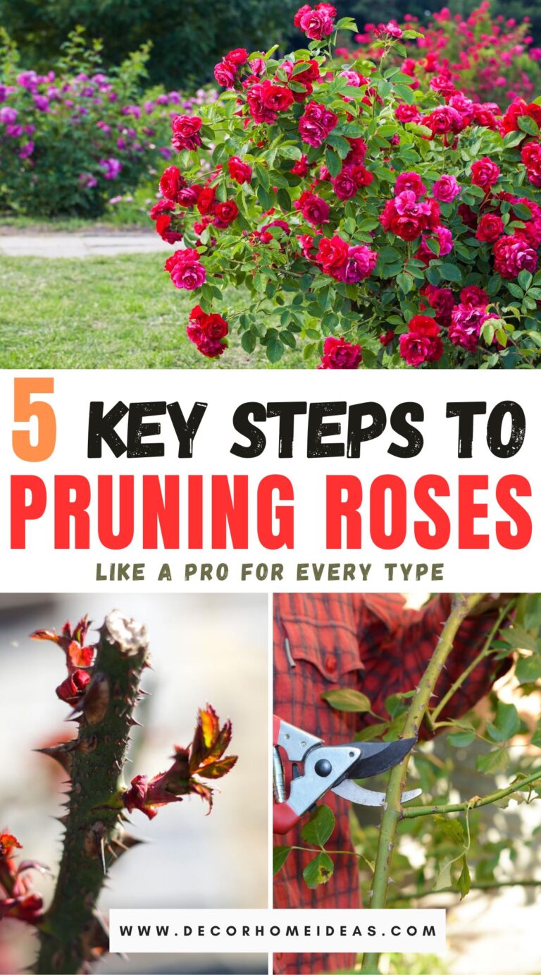 Unlock the Secrets to Perfect Rose Pruning: A Step-by-Step Guide