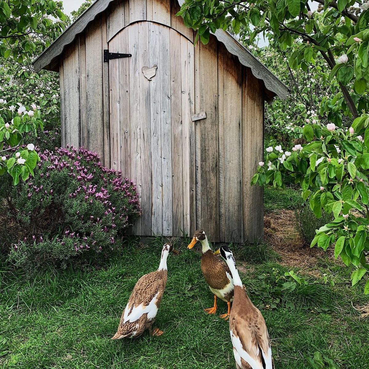 20 duck house ideas backyards 17