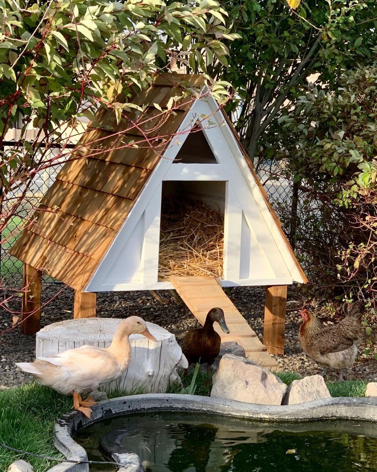 20 duck house ideas backyards 4