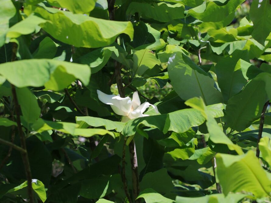 magnolia tree and shrubs 01