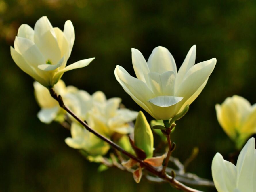 magnolia tree and shrubs 02