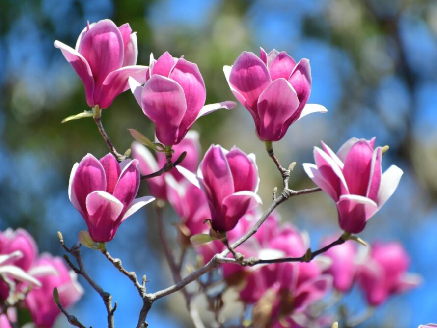 magnolia tree and shrubs 03