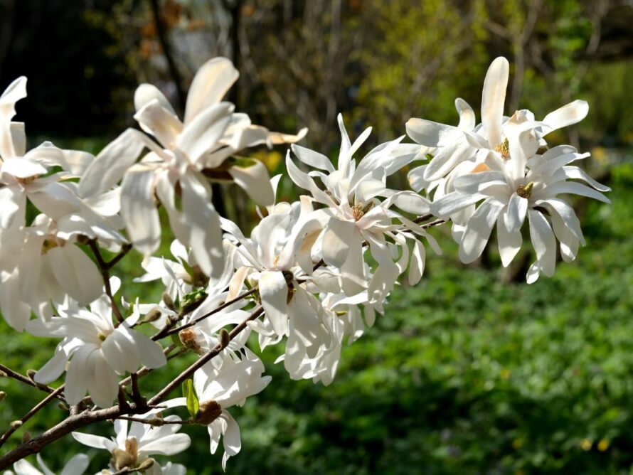 magnolia tree and shrubs 04