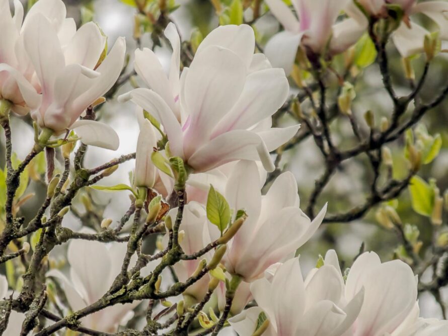 magnolia tree and shrubs 05