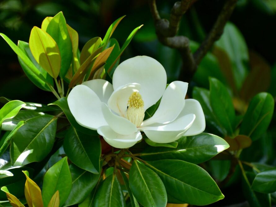 magnolia tree and shrubs 06