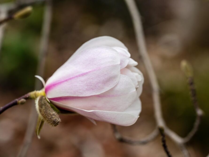 magnolia tree and shrubs 07