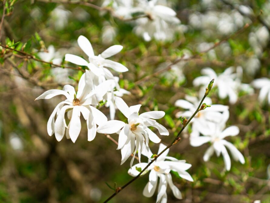 magnolia tree and shrubs 08