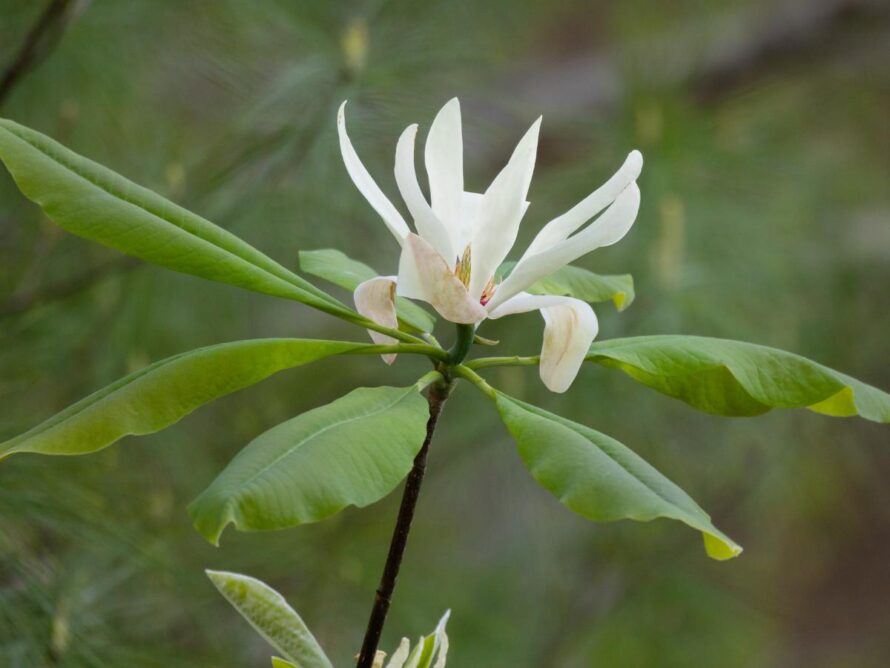 magnolia tree and shrubs 09