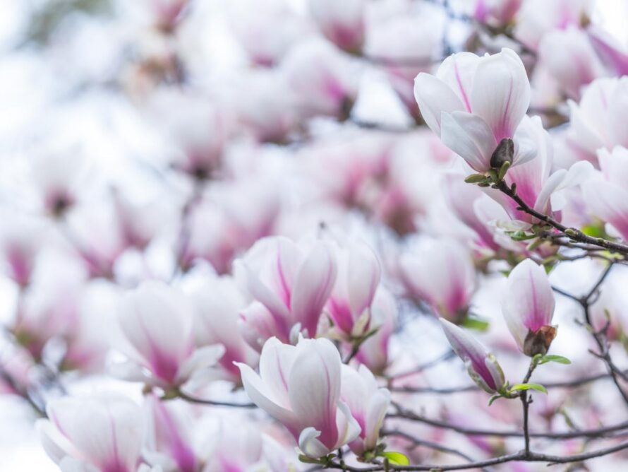 magnolia tree and shrubs 11