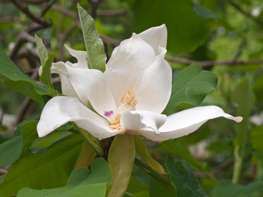 magnolia tree and shrubs 12