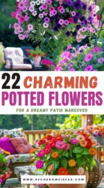 amazing potted flowers for patio