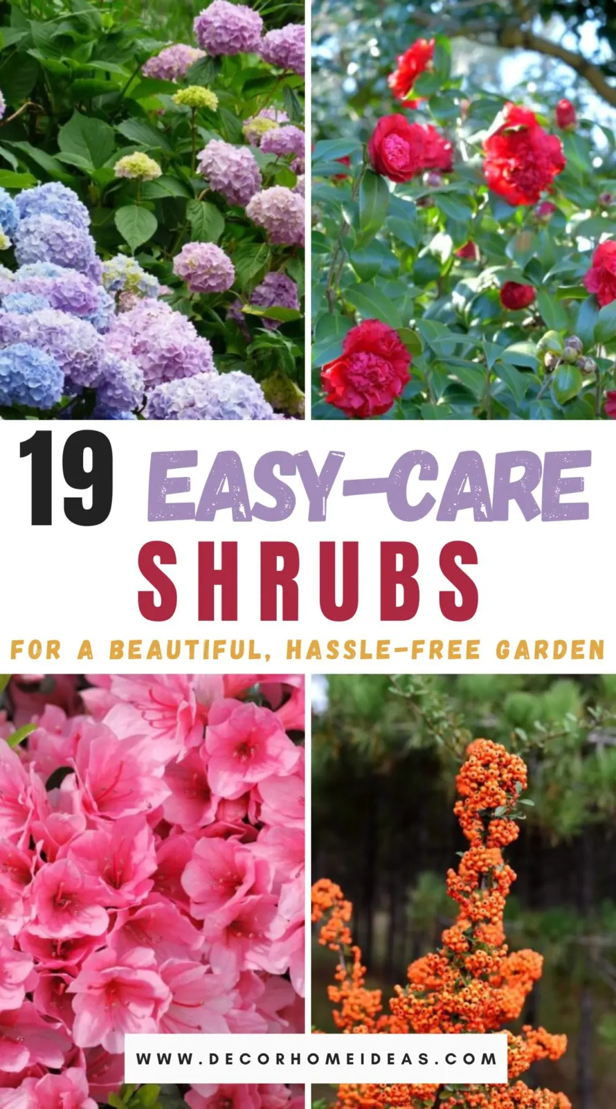 Transform your garden into an oasis of beauty with minimal effort! Discover 19 low-maintenance shrubs that are perfect for hassle-free gardening. From evergreens to flowering varieties, these resilient plants require little care yet provide year-round interest. Ready to simplify your gardening routine? Find out which shrubs make the cut!