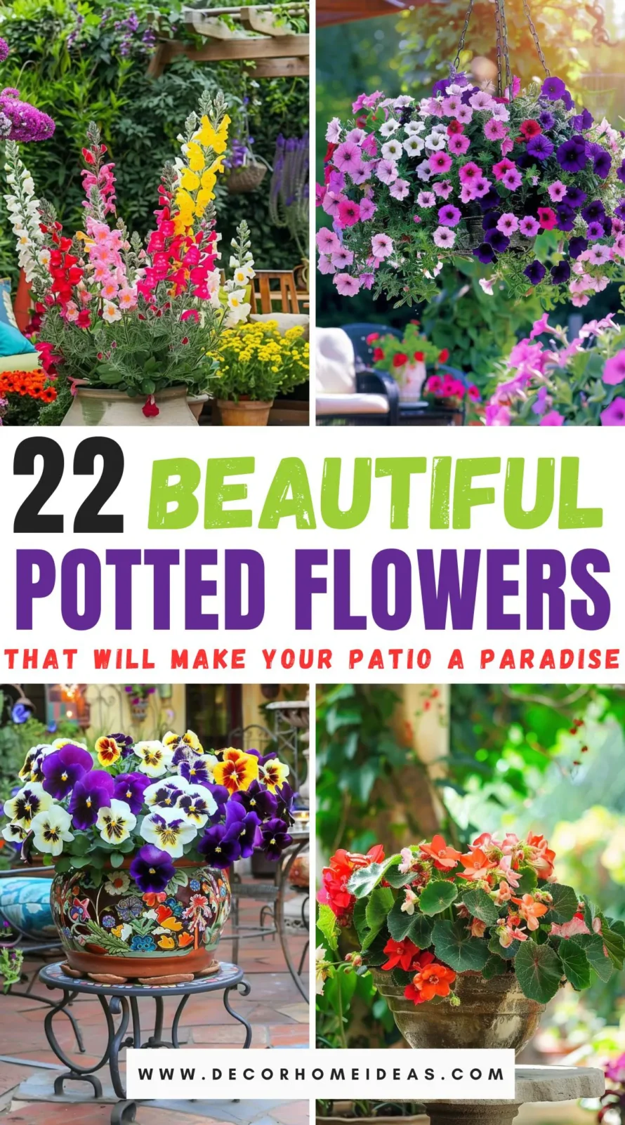 Transform your patio into a paradise retreat with our guide to 22 stunning potted flowers. Discover vibrant blooms that thrive in pots, perfect for adding color and charm to your outdoor space. From fragrant florals to hardy plants, learn which varieties will make your patio an inviting haven.