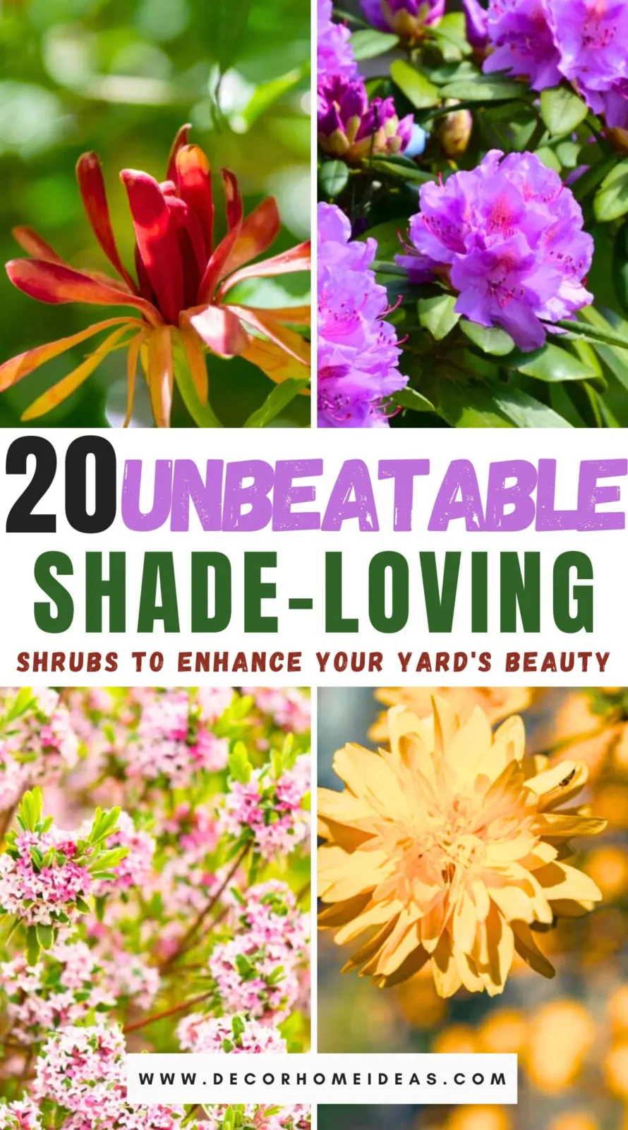 Discover 20 unbeatable shade-loving shrubs that will transform your yard into a lush, verdant paradise. Perfect for those tricky low-light areas, these hardy plants not only thrive in the shade but also add vibrant colors and textures to your garden. Curious about which shrubs made the list? Find out more in our detailed guide!