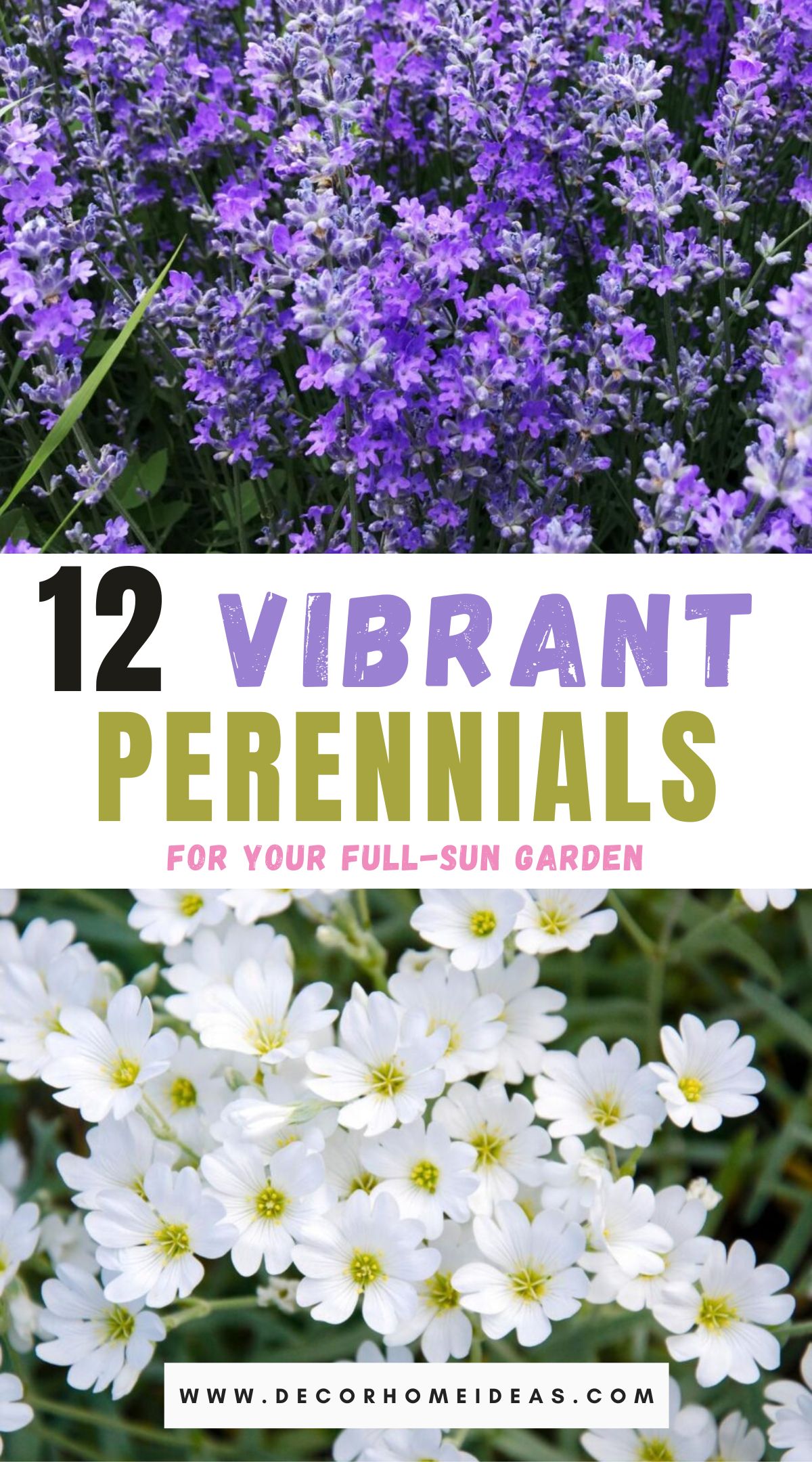 12 Sun-loving Perennials That Thrive In Full Light