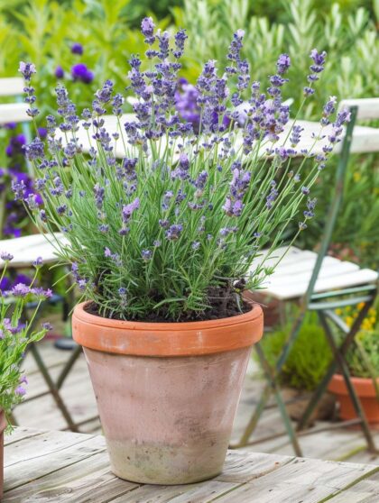 22 Beautiful Potted Flowers That Will Make Your Patio a Paradise Retreat