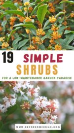top low maintenance shrubs