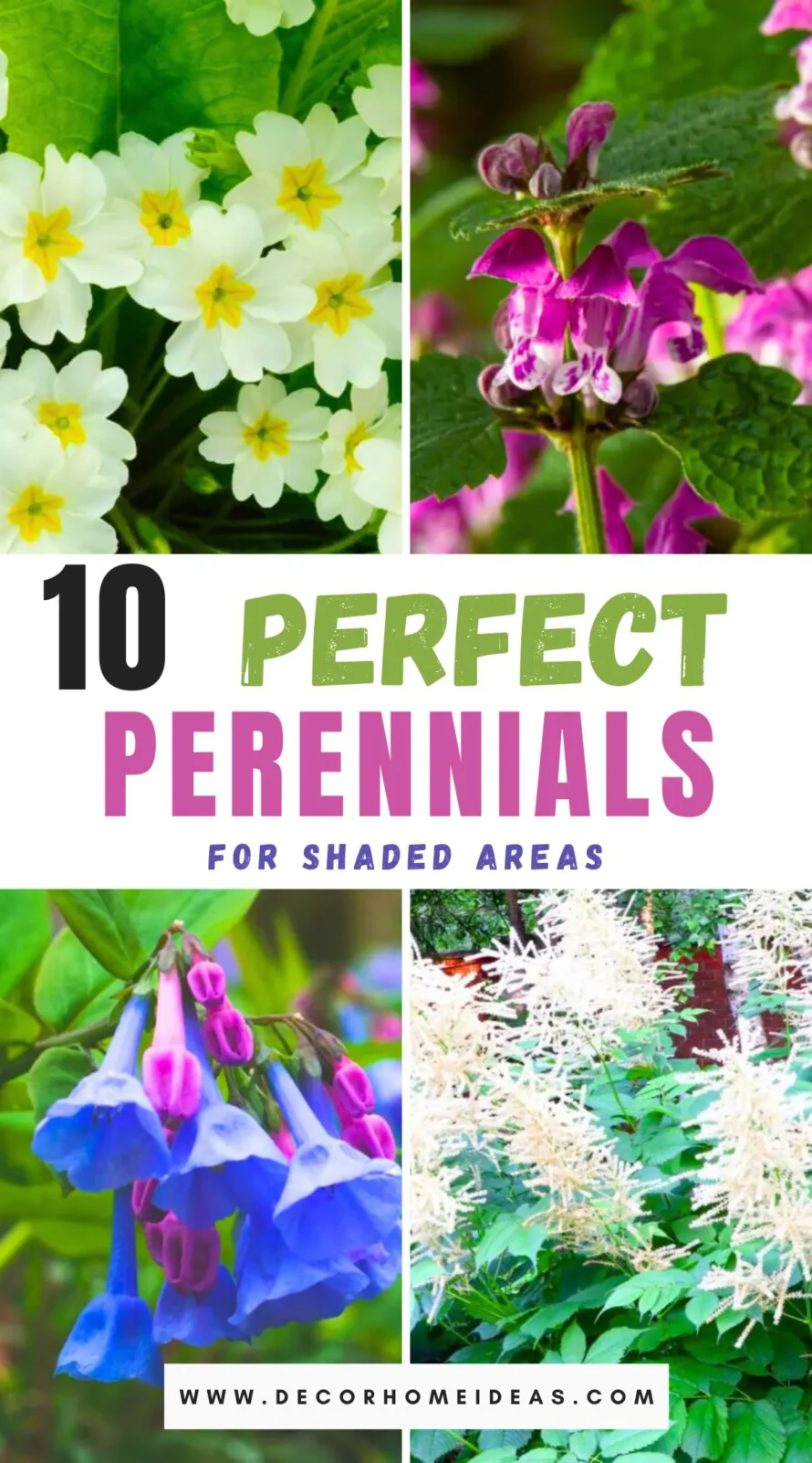 Discover 10 perfect perennials that thrive in shaded areas, turning your garden's darker corners into lush, vibrant retreats. From colorful blooms to rich foliage, these hardy plants are designed to flourish where sunlight is scarce. Learn how to create a stunning, low-maintenance garden that bursts with life in every nook and cranny.