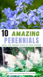 best shade loving perennials for your garden