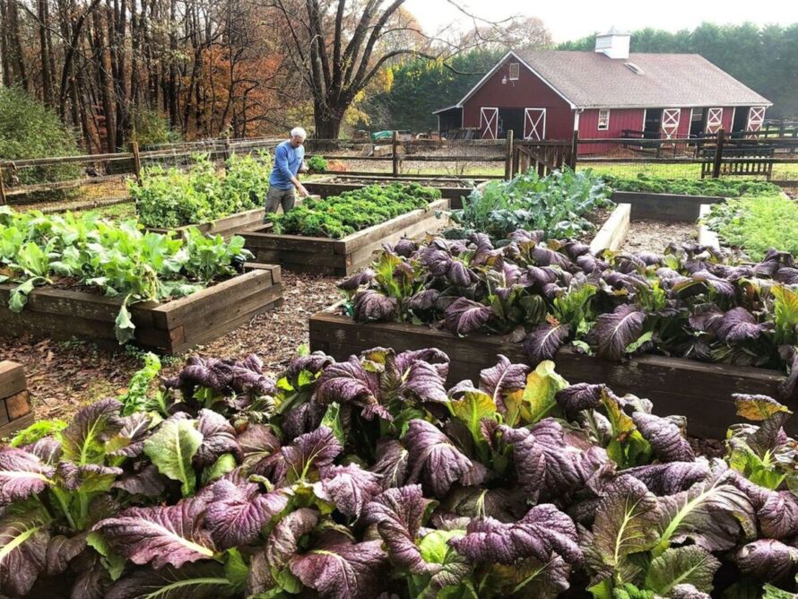 fall garden vegetables to plant 14