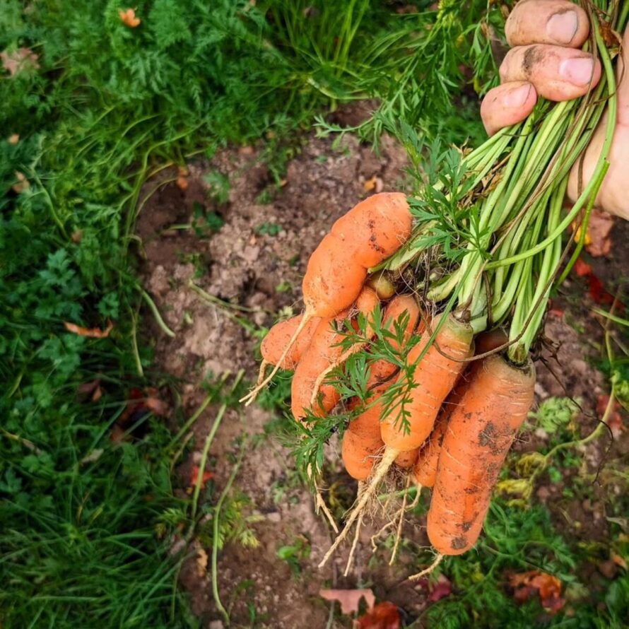 fall garden vegetables to plant 15