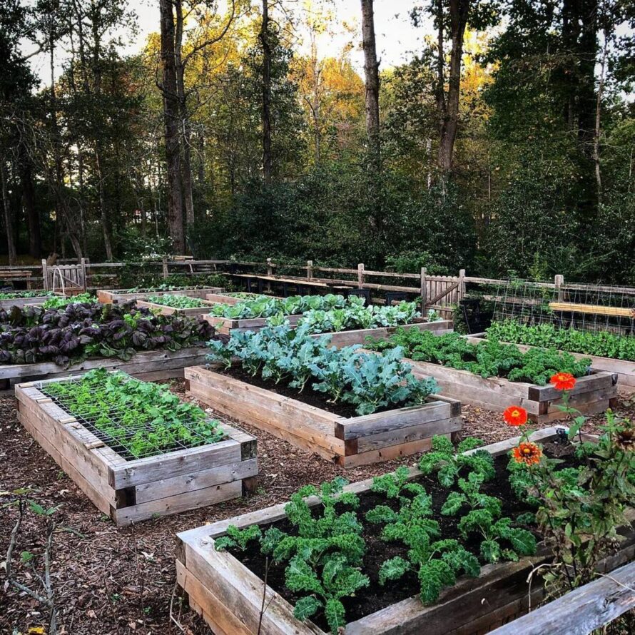 fall garden vegetables to plant 9