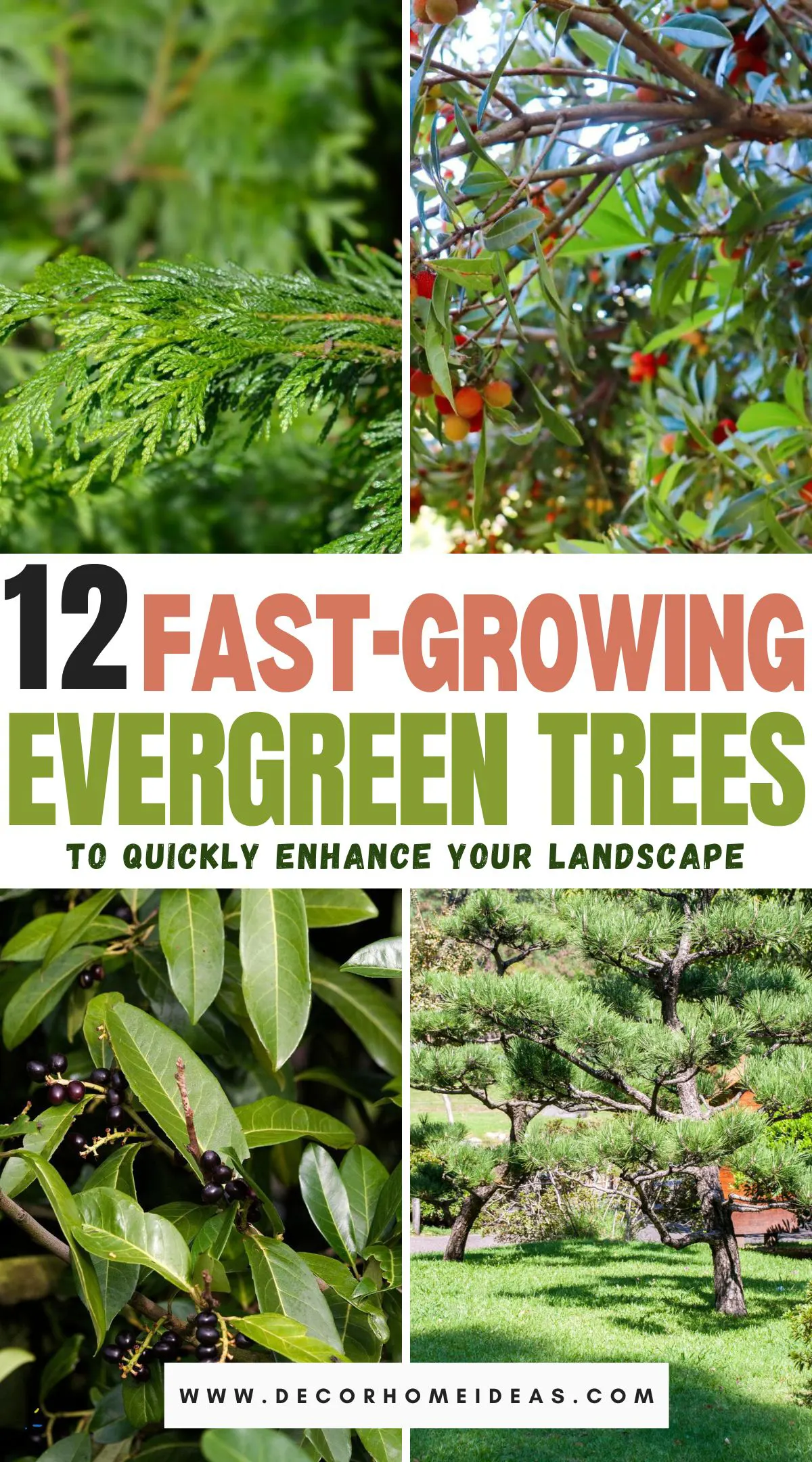 Transform your outdoor space with these 12 fast-growing evergreen trees that promise year-round greenery. From majestic pines to lush cedars, discover the perfect trees to quickly enhance your landscape's beauty and privacy. Learn which varieties are best suited for your climate and soil conditions, and how to care for them to ensure rapid growth.