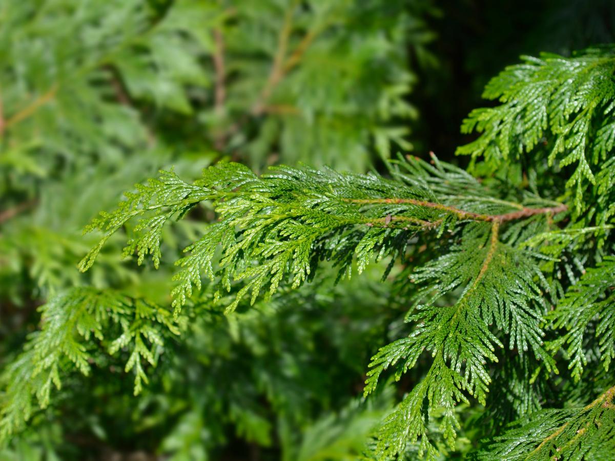 fast growing evergreen trees 05