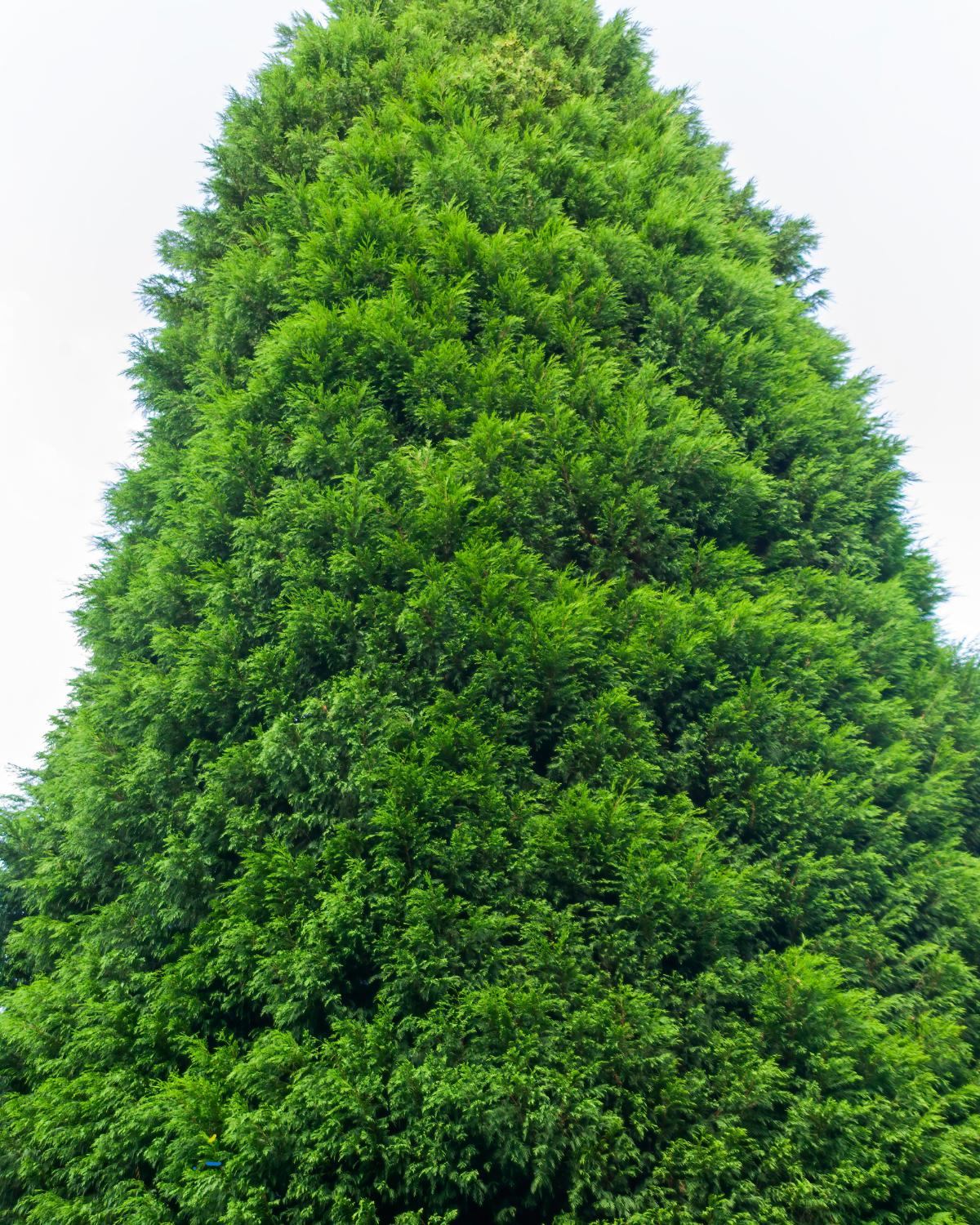 fast growing evergreen trees 06