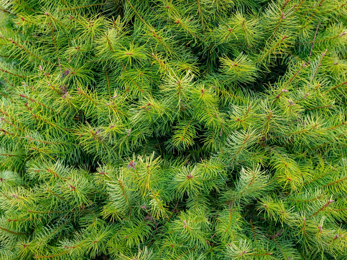 fast growing evergreen trees 11