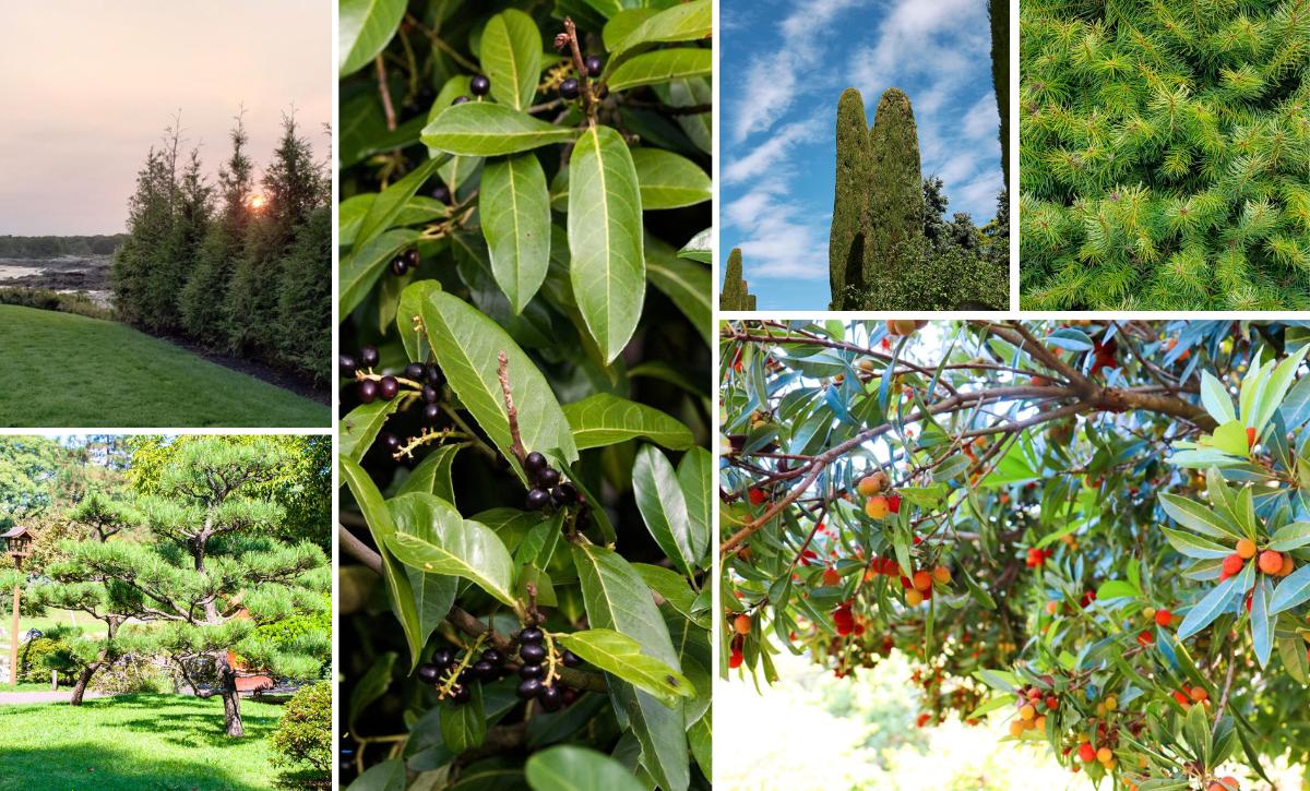 fast growing evergreen trees