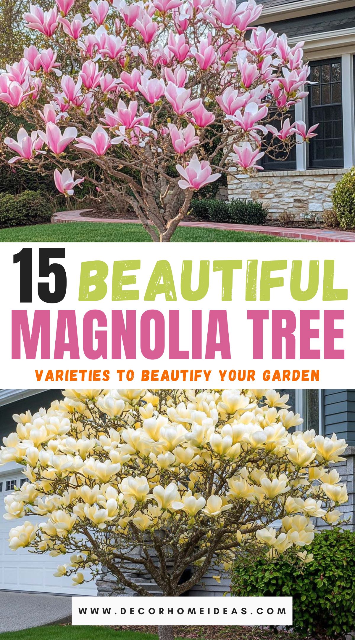 beautiful magnolia tree varieties