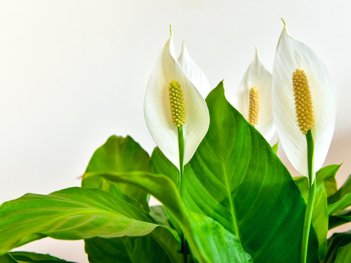 bedroom houseplants for late summer 04