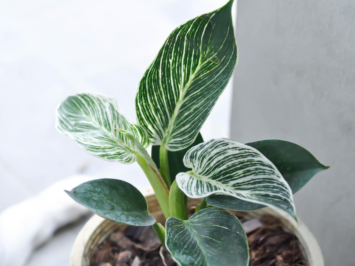 bedroom houseplants for late summer 06