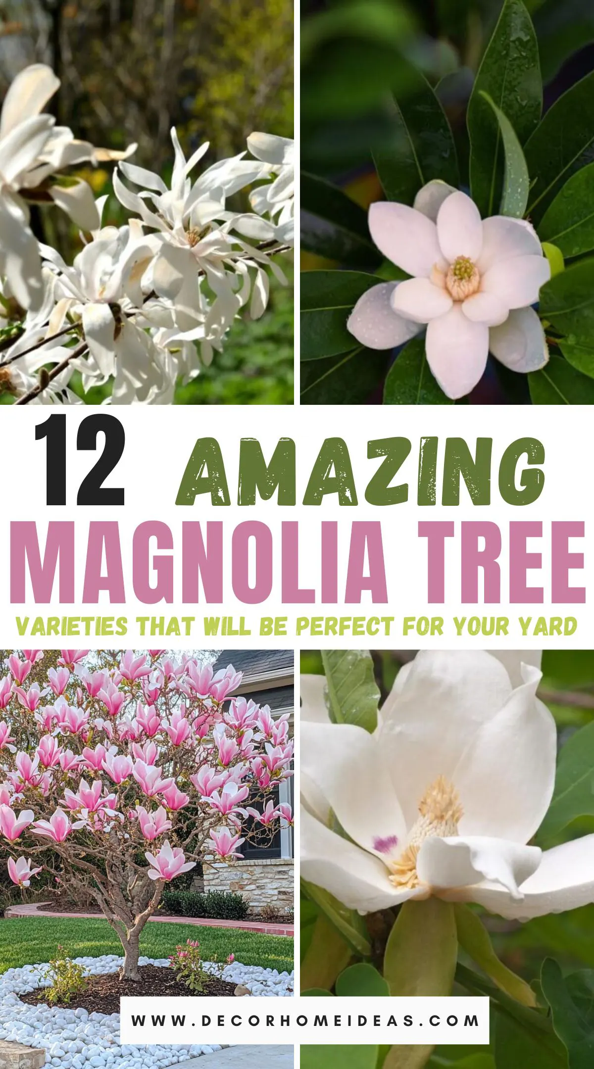 Explore 12 amazing varieties of magnolia trees and shrubs that will be perfect for your yard. From stunning blooms to unique foliage, these selections will add beauty and charm to your landscape. Discover the best magnolias for every space, whether you're looking for a towering tree or a compact shrub.