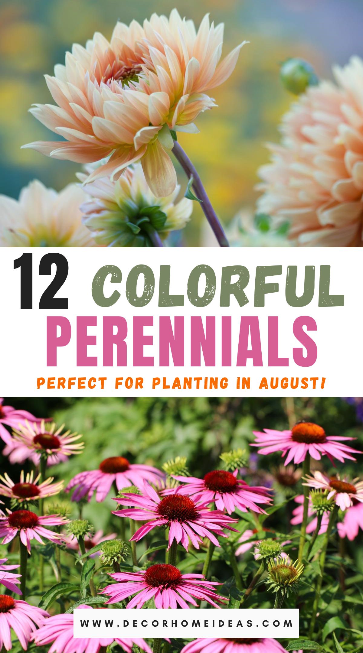 best perennials to plant in August fall garden