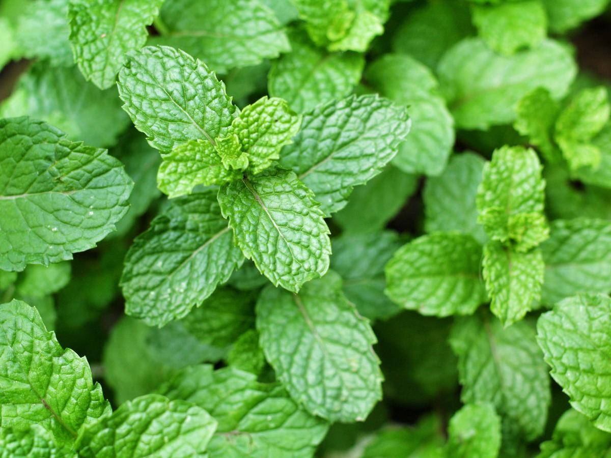 easy to grow late summer herbs 04